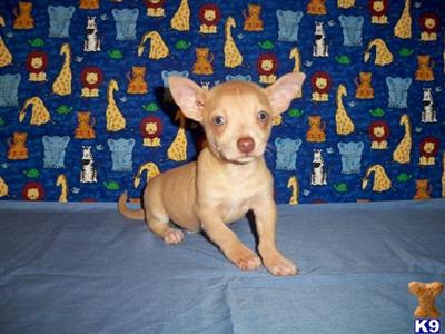 Chihuahua Puppies for Sale